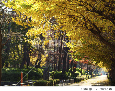 神奈川県横浜市三渓園の近所の本牧市民公園の銀杏の紅葉 71984730