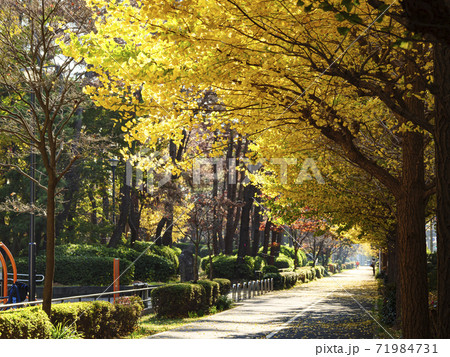 神奈川県横浜市三渓園の近所の本牧市民公園の銀杏の紅葉 71984731