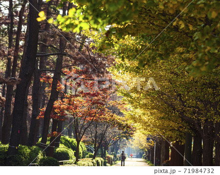 神奈川県横浜市三渓園の近所の本牧市民公園の銀杏の紅葉 神奈川県横浜市三渓園の近所の本牧市民公園の銀杏の紅葉 71984732