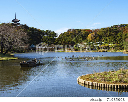 神奈川県横浜市三渓園(三溪園)の秋 神奈川県横浜市三渓園(三溪園)の秋 71985008