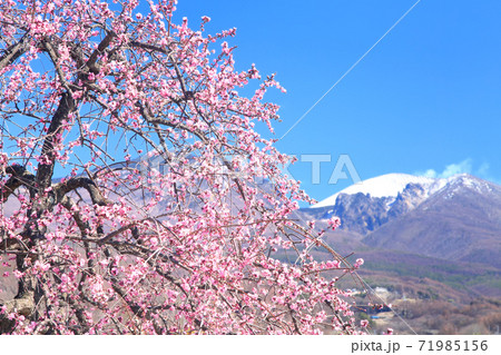 梅の花と浅間山 梅の花と浅間山 71985156