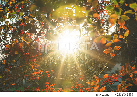 紅葉した木の葉と太陽の光 71985184