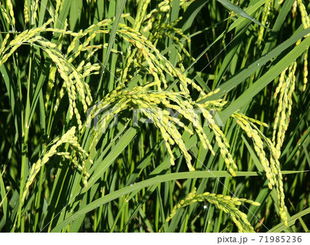 稲作　10/17枚　成長中 71985236