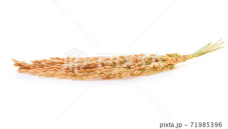 Japanese rice ears isolated on white background 71985396