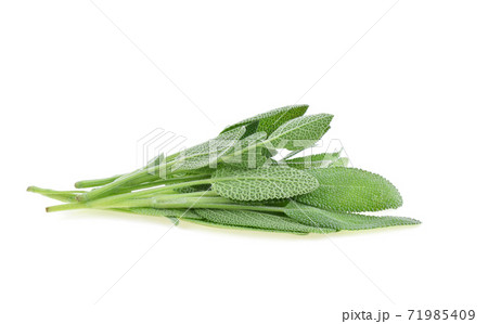 Sage herb isolated on white background 71985409