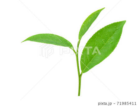 leaves Fresh green tea with drops of water isolated on white background. 71985411