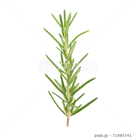 Rosemary isolated on white background 71985541