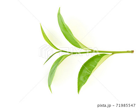 Top view of Green tea leaf isolated on white background 71985547