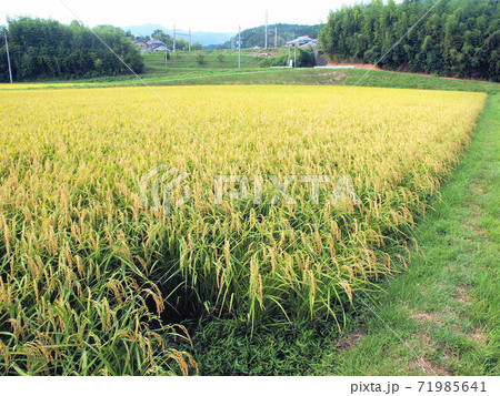 稲作 12/17枚 登熟期 収穫も間近 稲作 12/17枚 登熟期 収穫も間近 71985641