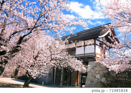 松代城の桜 71985838