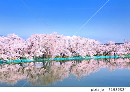 臥竜公園の桜 臥竜公園の桜 71986324