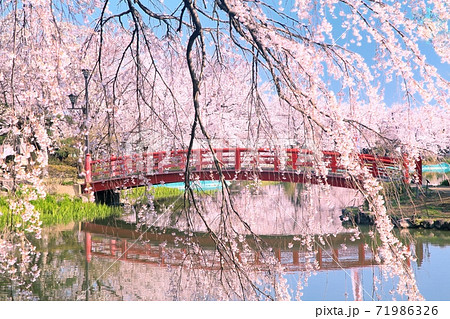 臥竜公園の桜 臥竜公園の桜 71986326