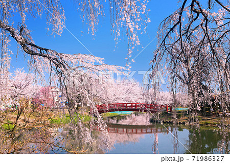 臥竜公園の桜 71986327
