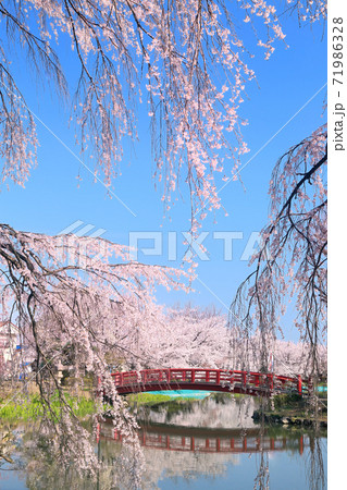 臥竜公園の桜 臥竜公園の桜 71986328