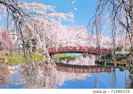臥竜公園の桜 臥竜公園の桜 71986329