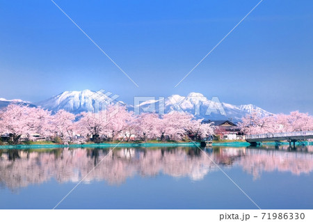 臥竜公園の桜 71986330