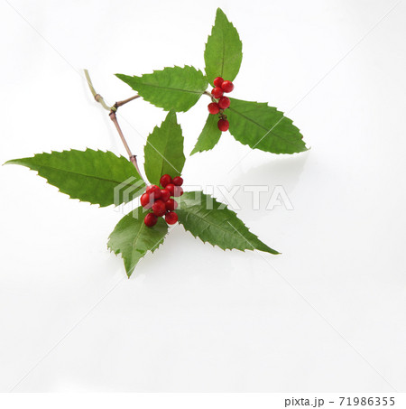 せんりょう,　 71986355