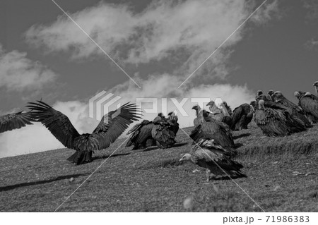 東チベット・色達(セルタ)の鳥葬 71986383