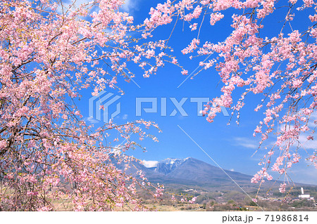 桜と浅間山 71986814