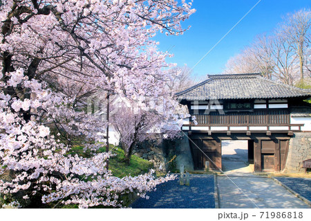 小諸懐古園の桜 71986818