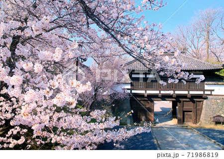 小諸懐古園の桜 71986819