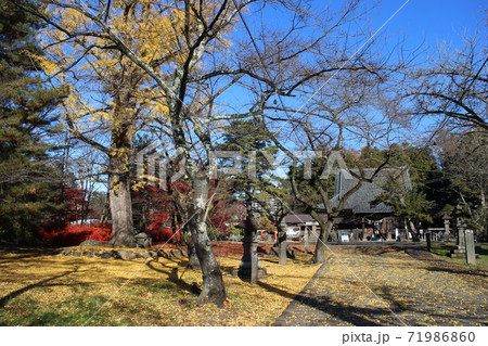仙台市若林区 陸奥国分寺薬師堂周辺 紅葉 晩秋 仙台市若林区 陸奥国分寺薬師堂周辺 紅葉 晩秋 71986860