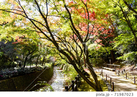 北野天満宮_もみじ苑の紅葉 71987023