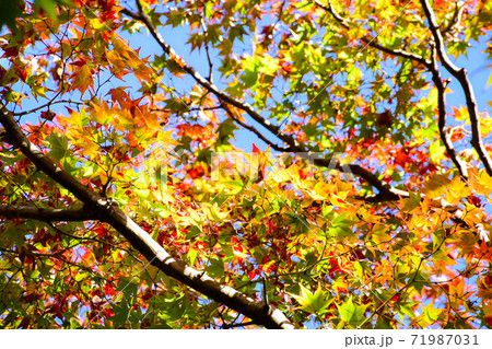 北野天満宮_もみじ苑の紅葉 / 煉獄さんカラー 北野天満宮_もみじ苑の紅葉 / 煉獄さんカラー 71987031