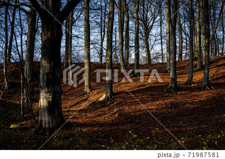 An autumn forest adorn in golden colors. Picture from the Fyle valley, Scania, Sweden An autumn forest adorn in golden colors. Picture from the Fyle valley, Scania, Sweden 71987581