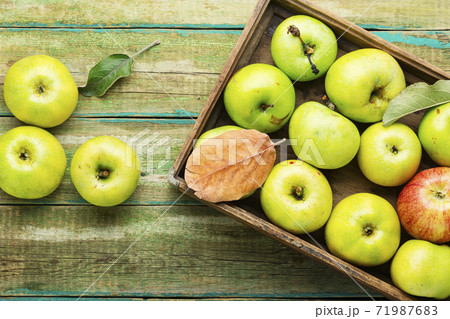 Harvest green apples 71987683