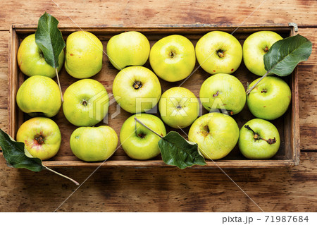 Harvest green apples 71987684