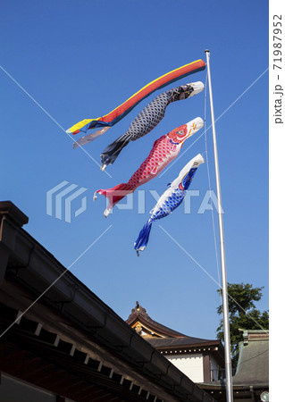 青空の鯉のぼり 空に泳ぐ鯉のぼり 青空の鯉のぼり 空に泳ぐ鯉のぼり 71987952