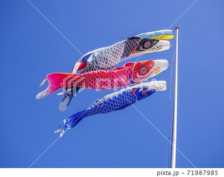 青空の鯉のぼり 空に泳ぐ鯉のぼり の写真素材
