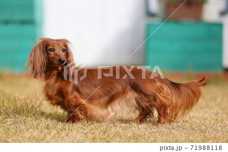 庭で遊ぶダックスフンド 庭で遊ぶダックスフンド 71988118