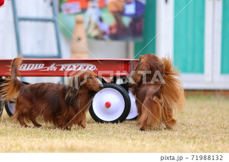 庭で遊ぶダックスフンド 庭で遊ぶダックスフンド 71988132