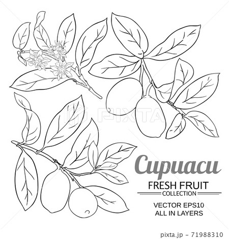 cupuacu vector set cupuacu vector set 71988310