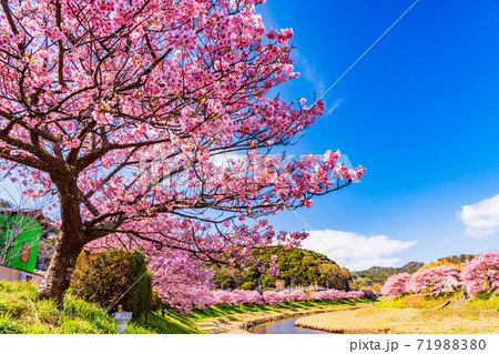 （静岡県）みなみの桜と菜の花祭り　満開の河津桜 71988380