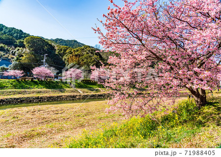 （静岡県）みなみの桜と菜の花祭り　満開の河津桜 71988405