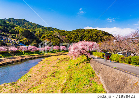 （静岡県）みなみの桜と菜の花祭り　満開の河津桜 71988423