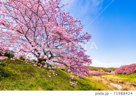 （静岡県）みなみの桜と菜の花祭り　満開の河津桜 71988424