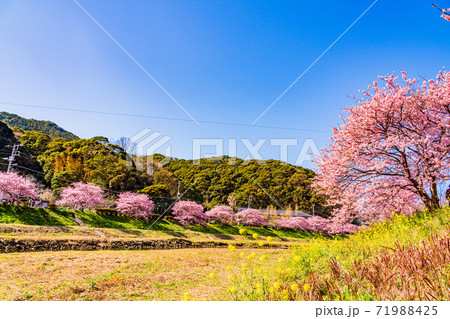 （静岡県）みなみの桜と菜の花祭り　満開の河津桜 71988425