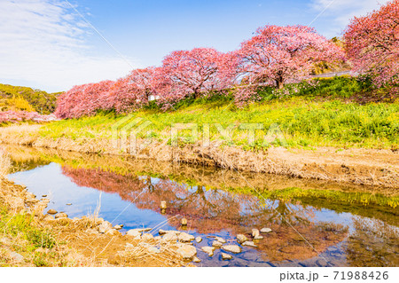 （静岡県）みなみの桜と菜の花祭り　満開の河津桜 71988426