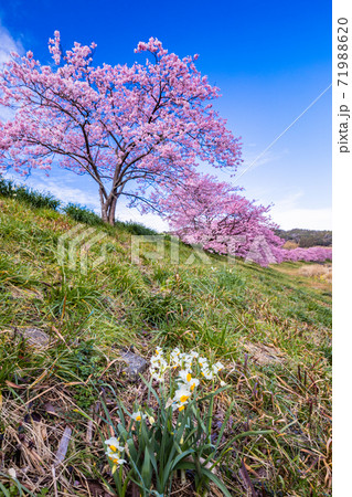 (静岡県)みなみの桜と菜の花祭り 満開の河津桜 (静岡県)みなみの桜と菜の花祭り 満開の河津桜 71988620