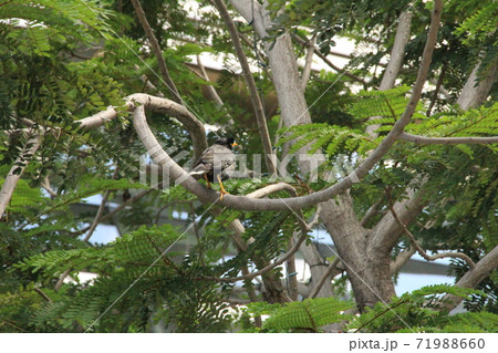 枝の上で羽を休める鳥 71988660