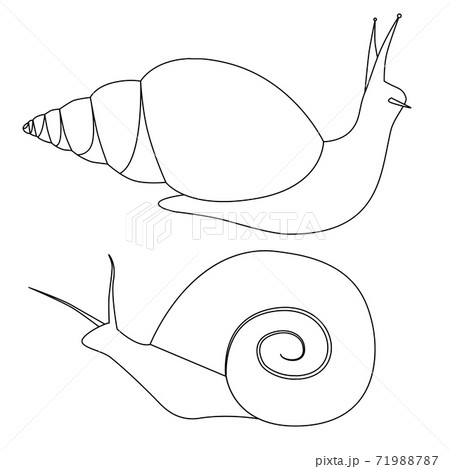 Set of outline snails of various shapes. Objects are separate from the background. Simple contour vector image 71988787