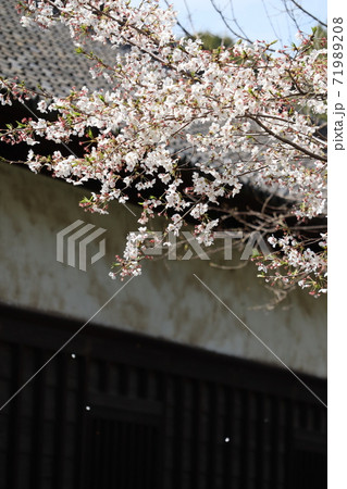 皇居乾通りの桜 皇居乾通りの桜 71989208