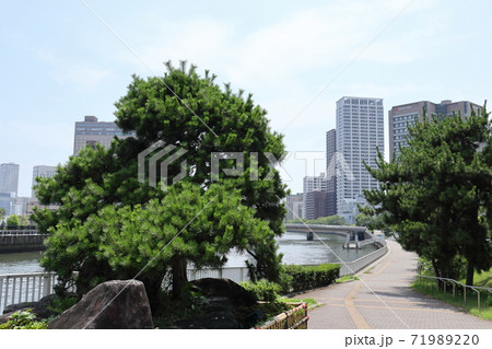 堂島川の川岸にある蛸の松 71989220
