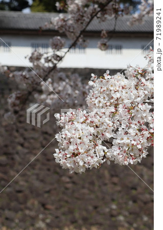 皇居乾通りの桜と富士見多聞 71989241