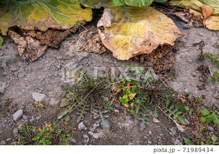 春の七草 なずな 春の七草 なずな 71989434