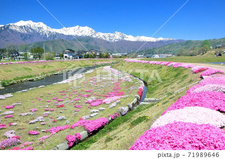 農具川河川公園のシバザクラと北アルプス 71989646